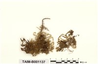 藏品(九州擬懸苔)的圖片